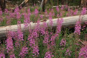 Fireweed Explosion. Photo by Fred Pflughoft.