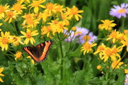 Butterfly Blossoms. Photo by Fred Pflughoft.