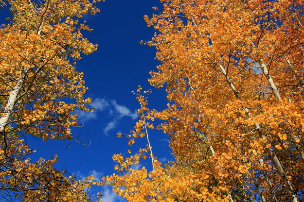 Canopy of Yellow / Boulder Canyon Trail. Photo by Fred Pflughoft.