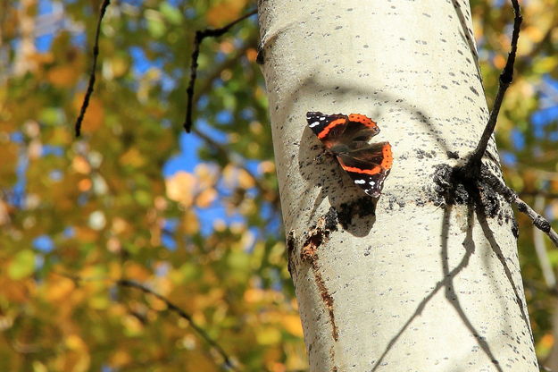 Butterfly Aspen. Photo by Fred Pflughoft.