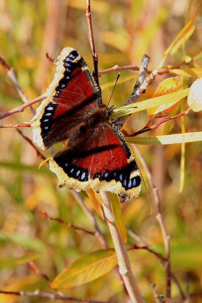 Mourning Cloak. Photo by Fred Pflughoft.