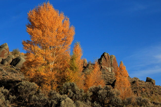 Roadside Colors. Photo by Fred Pflughoft.