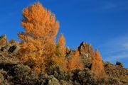 Roadside Colors. Photo by Fred Pflughoft.