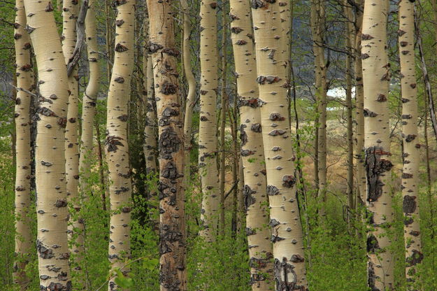 The Forest Has Eyes. Photo by Fred Pflughoft.