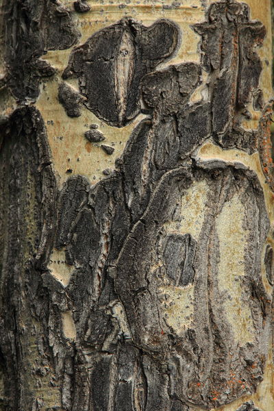 Aspen Petroglyphs. Photo by Fred Pflughoft.