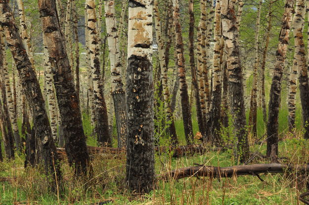 Rainy Day Aspens. Photo by Fred Pflughoft.