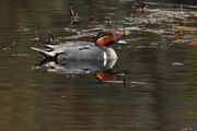 Green-Winged Teal Drake. Photo by Fred Pflughoft.