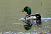 Mallard Drake. Photo by Fred Pflughoft.