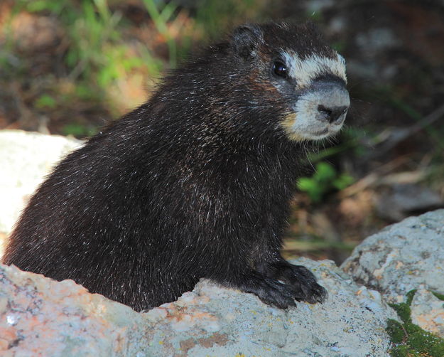 Curious George. Photo by Fred Pflughoft.