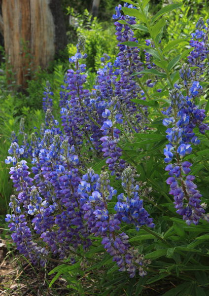 Trailside Lupine. Photo by Fred Pflughoft.