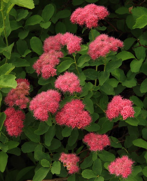 Subalpine Spiraea. Photo by Fred Pflughoft.