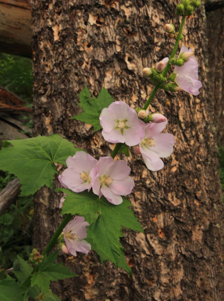 Mountain Hollyhock. Photo by Fred Pflughoft.