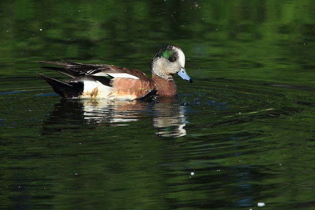 American Widgeon. Photo by Fred Pflughoft.