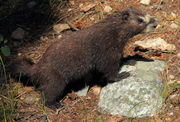 Mr. Marmot. Photo by Fred Pflughoft.
