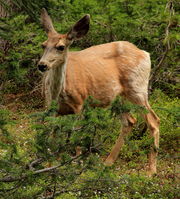 Doe a Deer a Female Deer. Photo by Fred Pflughoft.