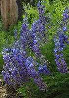 Trailside Lupine. Photo by Fred Pflughoft.