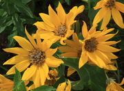 Sunflower Detail. Photo by Fred Pflughoft.