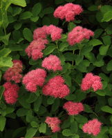 Subalpine Spiraea. Photo by Fred Pflughoft.