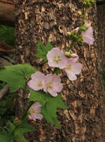 Mountain Hollyhock. Photo by Fred Pflughoft.