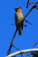 Cedar Waxwing. Photo by Fred Pflughoft.