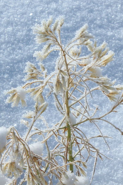 Frosted Closeup. Photo by Fred Pflughoft.