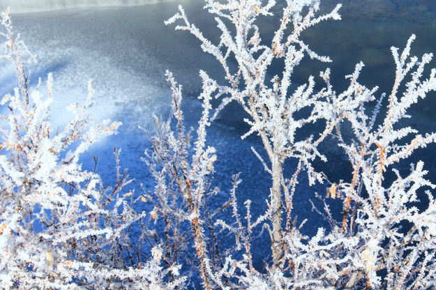 A Frosted Galaxy. Photo by Fred Pflughoft.