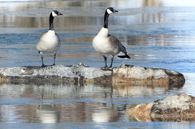 A Stately Pair. Photo by Fred Pflughoft.