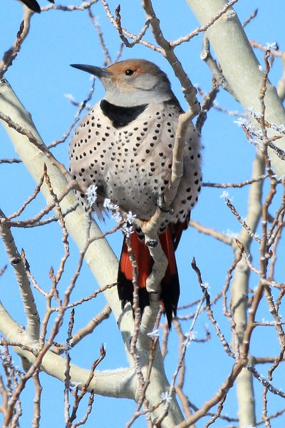 Posing Flicker . Photo by Fred Pflughoft.