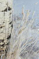 Aspen Grasses. Photo by Fred Pflughoft.