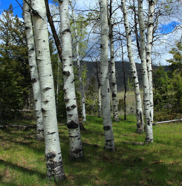 Boulder Lake Aspen Grove. Photo by Fred Pflughoft.