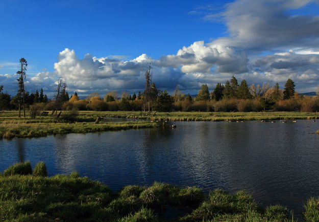 Boyd Skinner Ponds. Photo by Fred Pflughoft.