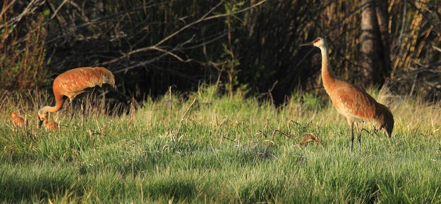 Sandhill Crane Family. Photo by Fred Pflughoft.