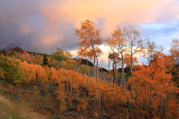 Fortification Mountain & Fall Colors near White Pine Turnoff. Photo by Fred Pflughoft.