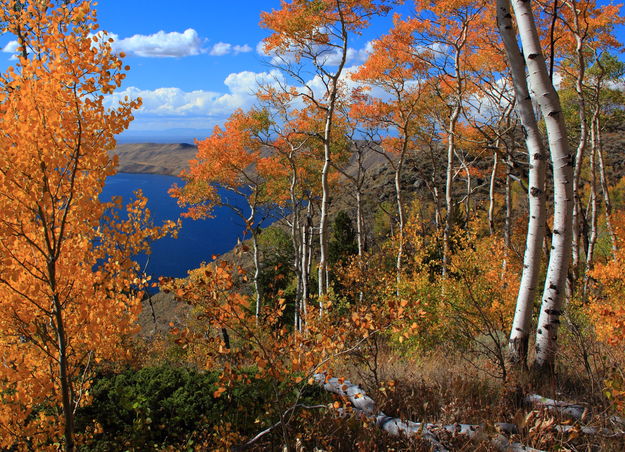 Fall Aspens above Fremont Lake - Skyline Drive. Photo by Fred Pflughoft.