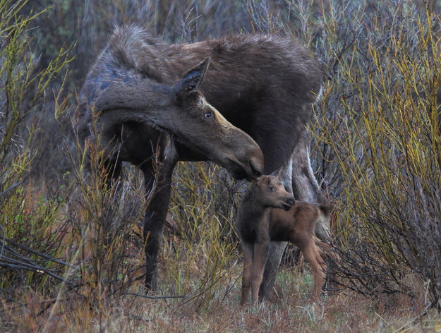 Cow Moose w/ 3 Day Old - CCC Ponds. Photo by Fred Pflughoft.