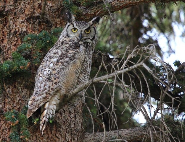 Great Horned Owl in Pinedale Cemetary. Photo by Fred Pflughoft.