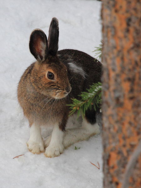 Snowshoe Hare - Skyline Drive near Overlook. Photo by Fred Pflughoft.