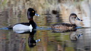 Ring-Billed Duck Pair - CCC Ponds. Photo by Fred Pflughoft.