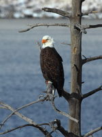 Bald Eagle - Fremont Lake Campground Rd.. Photo by Fred Pflughoft.