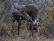Cow Moose w/ 3 Day Old - CCC Ponds. Photo by Fred Pflughoft.
