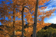 Fall Aspens at Sylvan Bay Summer Homes. Photo by Fred Pflughoft.