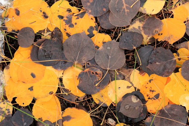 Forest Floor. Photo by Fred Pflughoft.