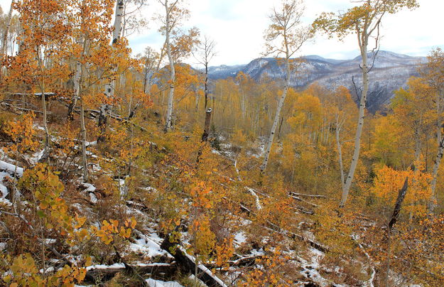 Aspen Jungle. Photo by Fred Pflughoft.