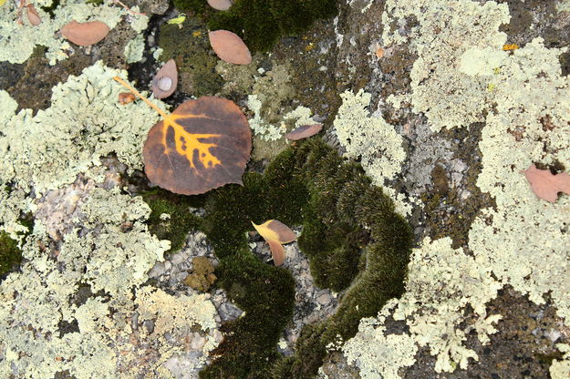 Lichen & Leaf. Photo by Fred Pflughoft.