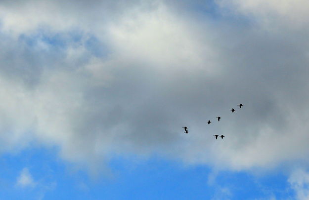 In Formation. Photo by Fred Pflughoft.