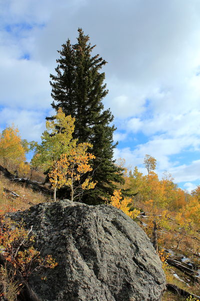 Rock, Tree, Sky. Photo by Fred Pflughoft.