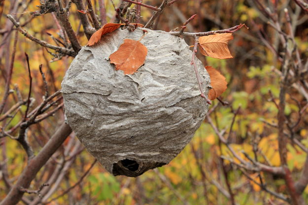 Wasp Nest. Photo by Fred Pflughoft.