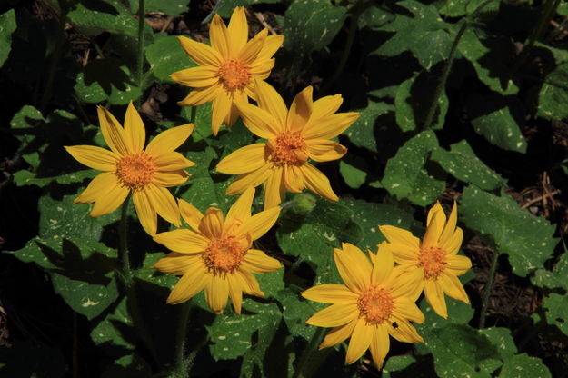 Arnica. Photo by Fred Pflughoft.