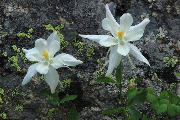 Shadowed Columbine. Photo by Fred Pflughoft.