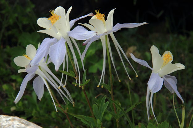 Fairy Dancers. Photo by Fred Pflughoft.